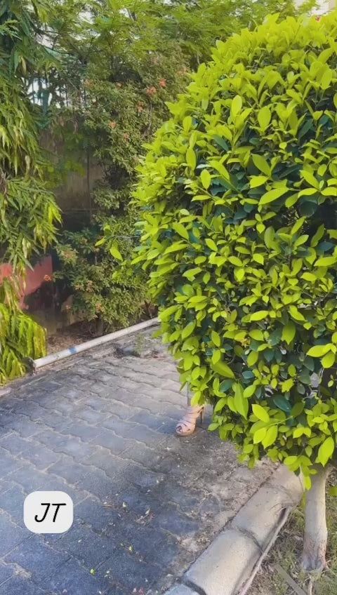 Georgette Mothra Kurti With Gota Patti Work